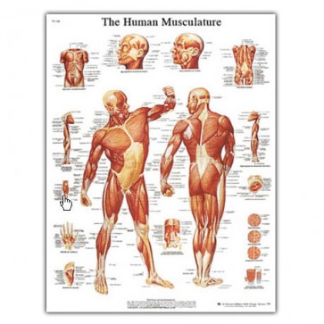 Anatomski poster - mišićni sustav