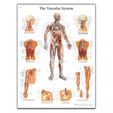 Anatomski poster - krvožilni sustav