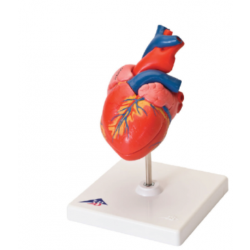 Anatomski model srca, dvodjelni 