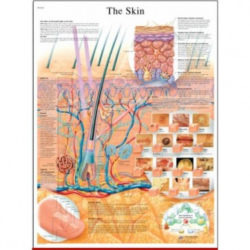 Anatomski poster - koža i živčani sustav