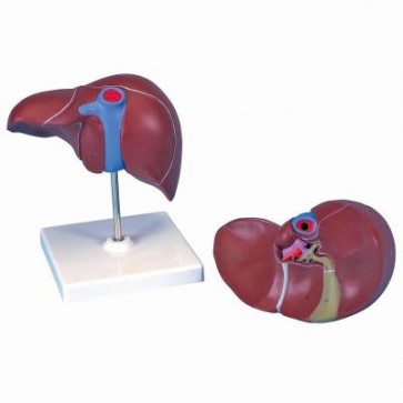 Anatomski model jetre i žučnog mjehura