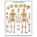 Anatomski poster - ljudski kostur