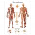 Anatomski poster - živčani sustav