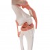 Pomični model zgloba koljena 
