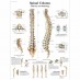 Anatomski poster - kralježnica