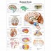 Anatomski poster - mozak