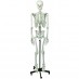 Standardni model ljudskog kostura 