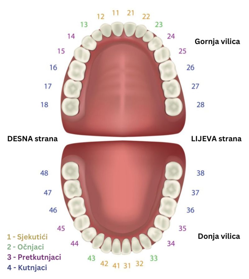Pogledajte kako zubari broje zube u čeljusti