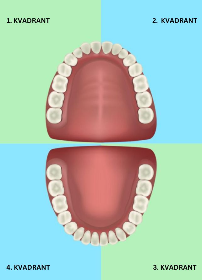 Kako zube podijeliti u kvadrante kako to zubari rade