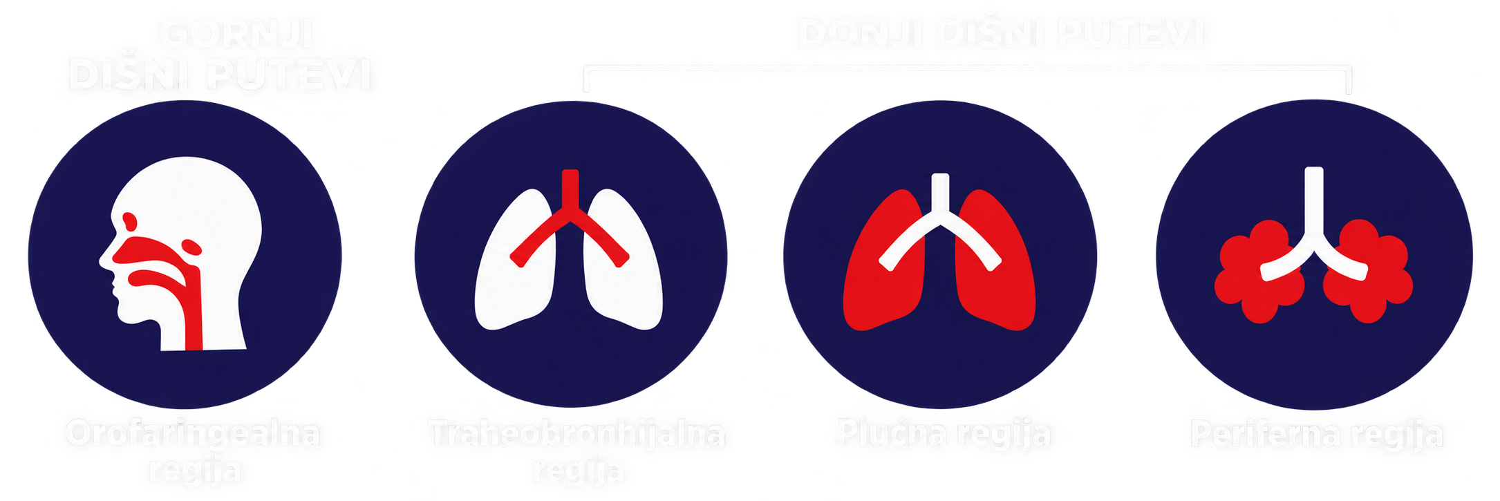 Gornji dišni putevi: orofaringealna regija. Donji dišni putevi: traheobronhijalna, plućna i periferna regija.